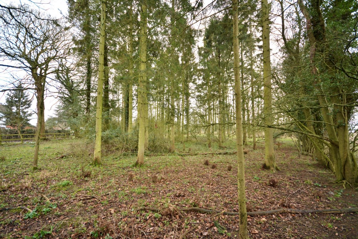 Cottage Wood, land on the north-west side of, Rede Road, Whepstead lot image - 3