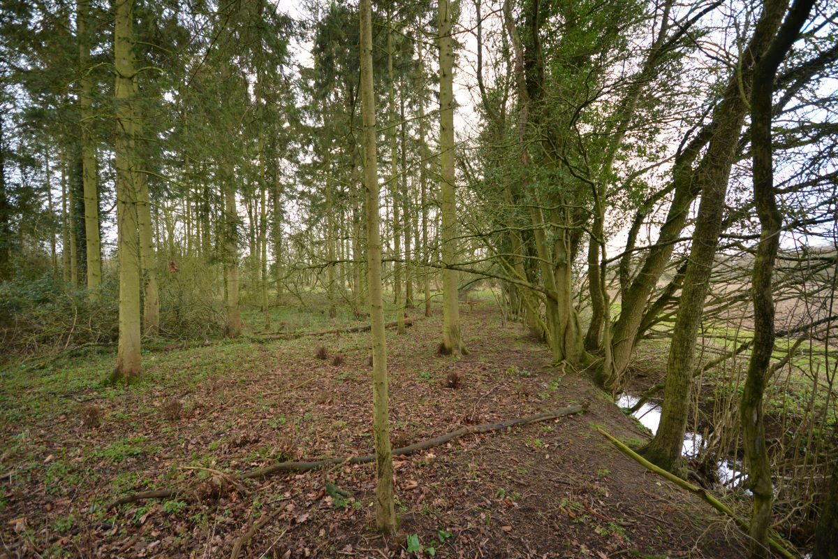 Cottage Wood, land on the north-west side of, Rede Road, Whepstead lot image - 4