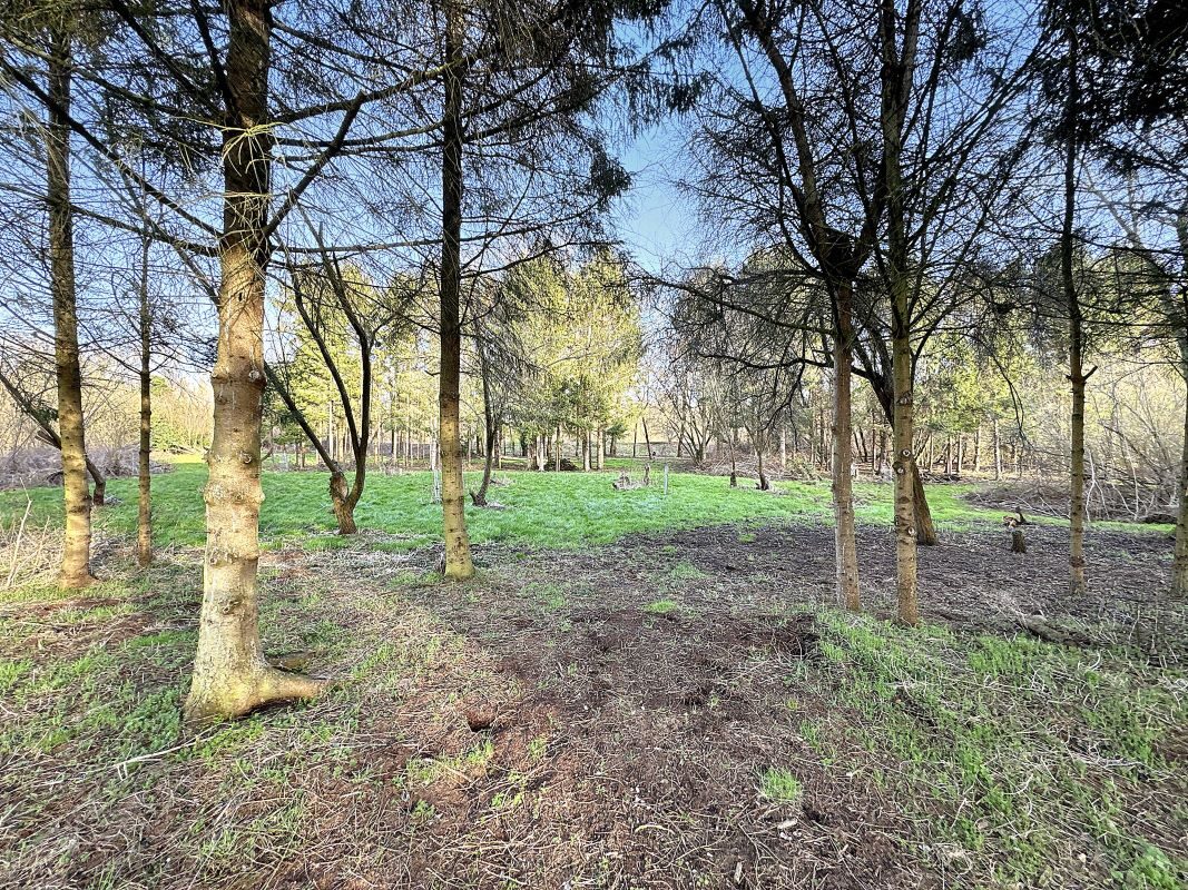 Land East side of Vicarage Lane, Bramford, Ipswich, Suffolk, IP8 4AE lot image - 6